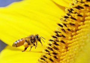 Biene und Sonnenblume - Zielstrebigkeit und Fleiß für mehr Erfolg - Herzensziel systemisches Coaching Nürnberg